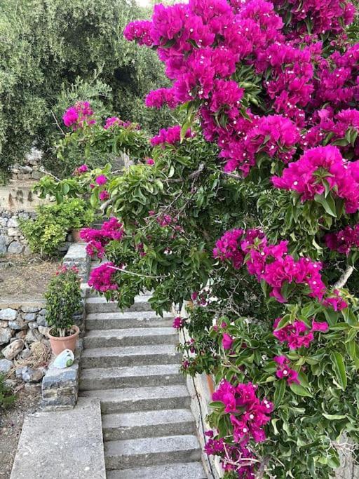 Villa Kamari-Cretan Style Apartment Kritsá Eksteriør billede